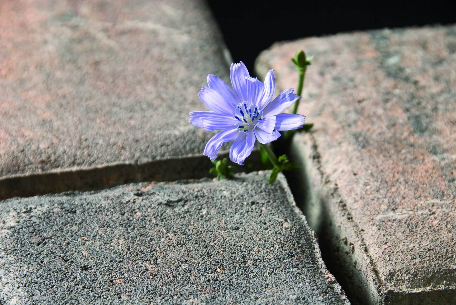 romaniko sahara sa cvijetom